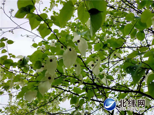 吴雪莲 盛开的鸽子花.jpg