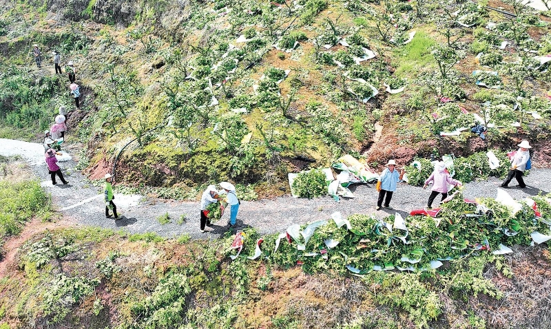 椒香漫山野 产业链串起村庄“麻辣经济”