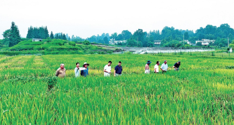 编号5287的“突围路”：粒粒良种重千钧