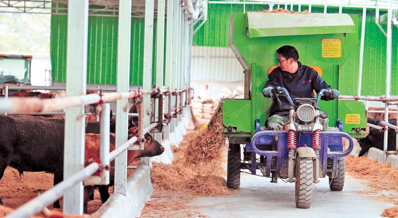 高山养牛叩开致富门 生态养殖“犇”向振兴路