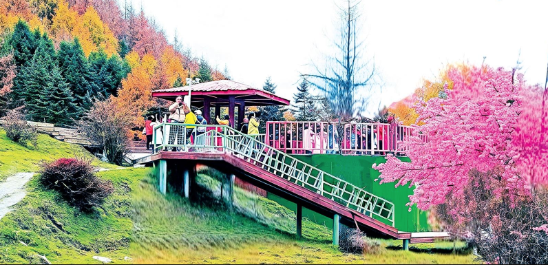 神木垒迎来“雪映红杉”最佳观赏季